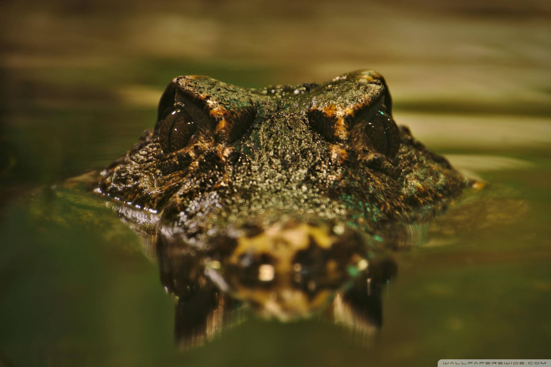 Alligator Wallpapers