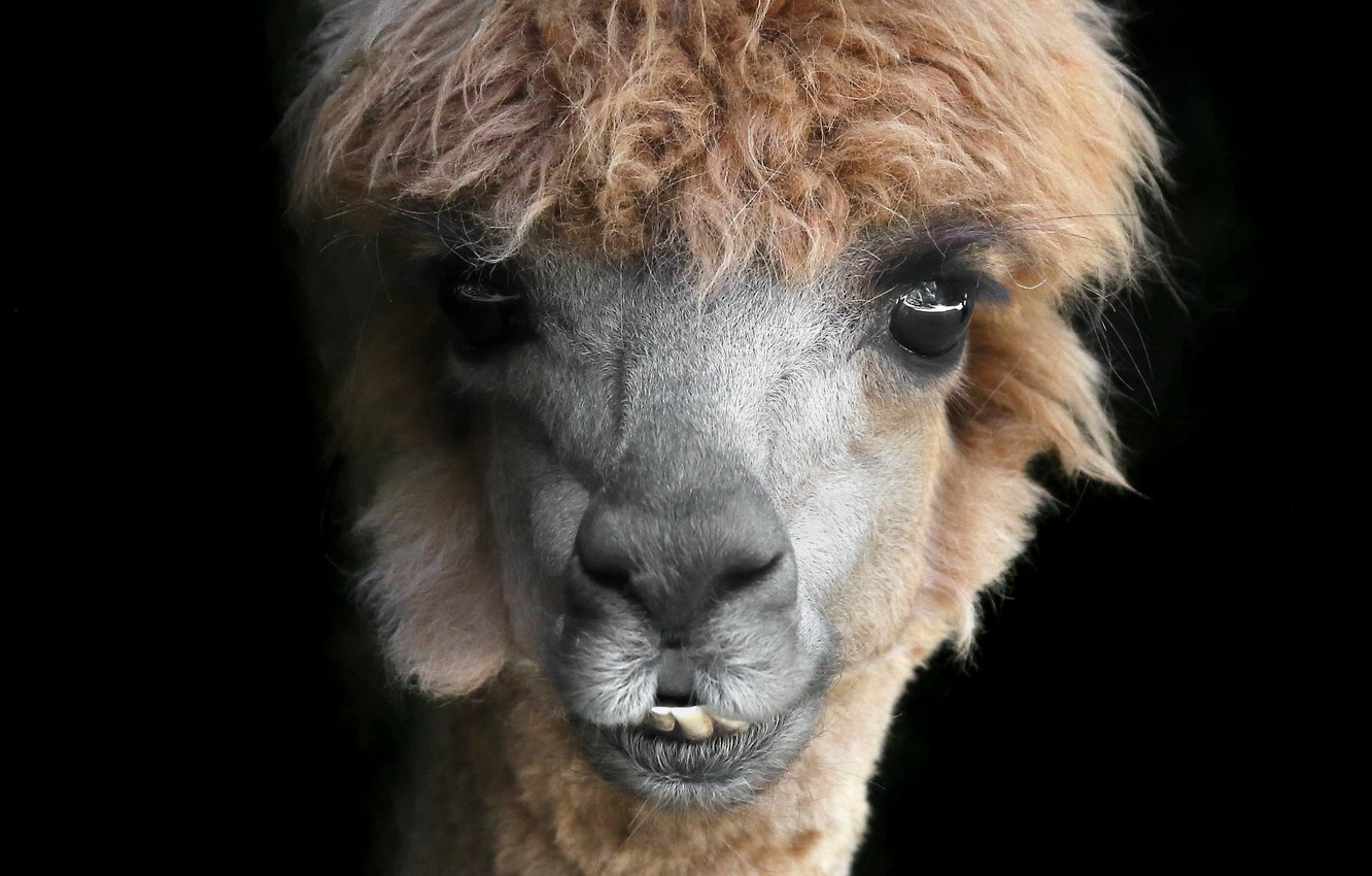 Alpaca Wallpapers