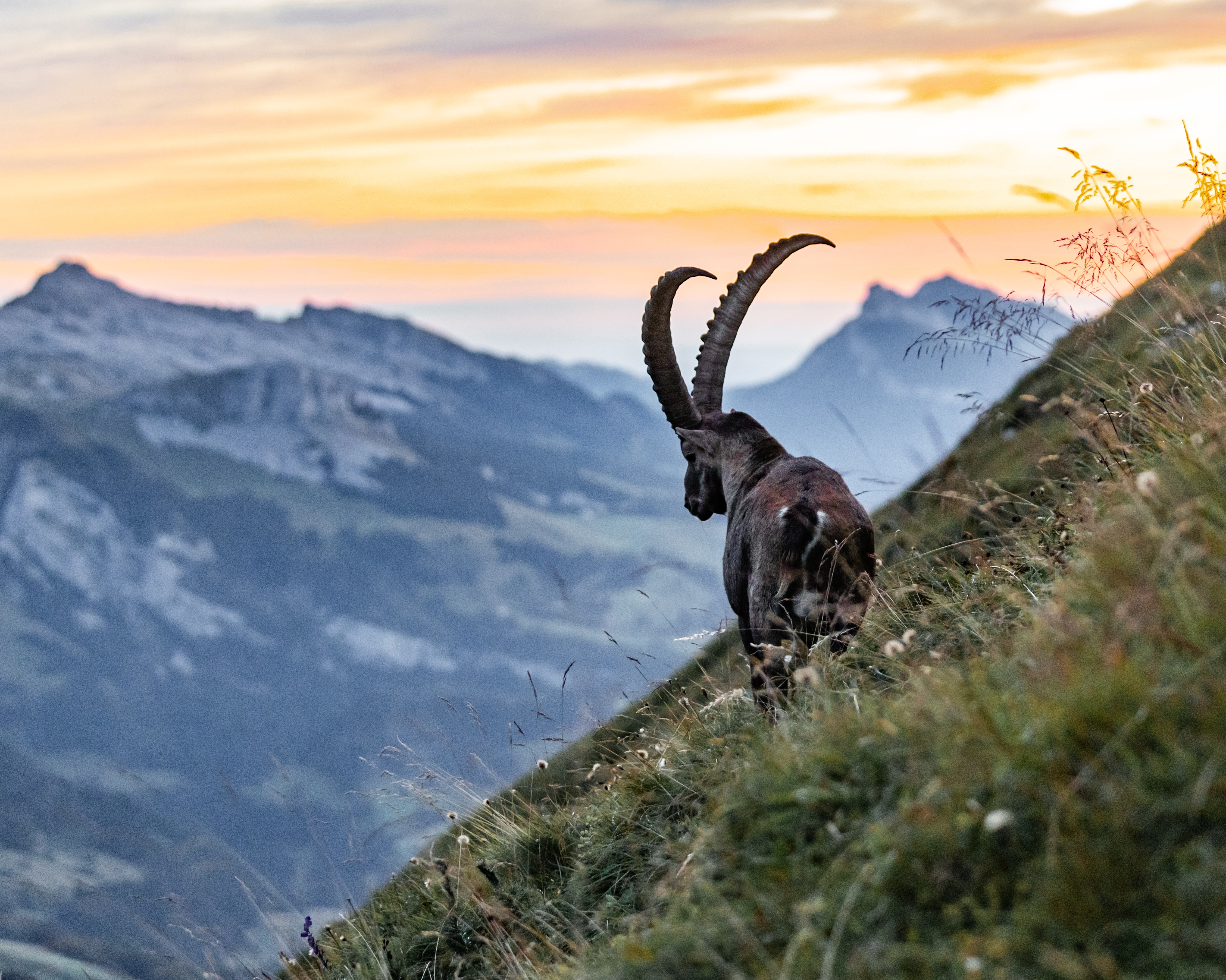 Alpine Ibex Wallpapers