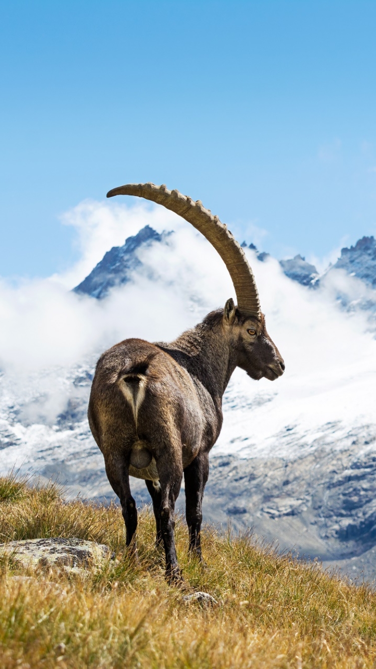 Alpine Ibex Wallpapers