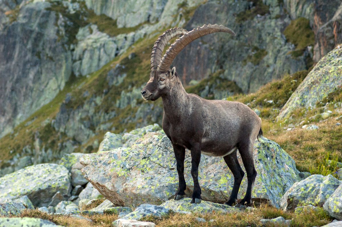 Alpine Ibex Wallpapers