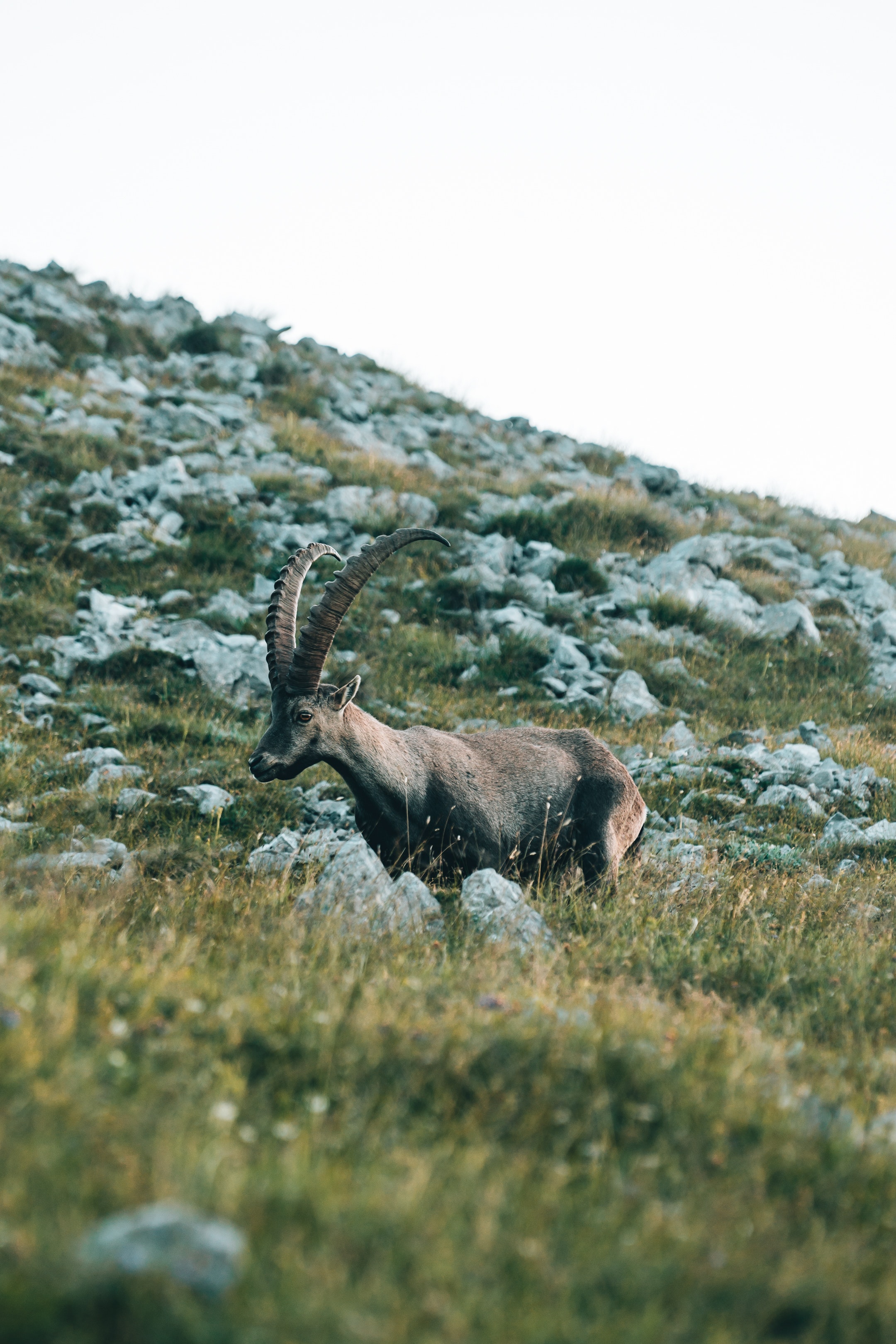 Alpine Ibex Wallpapers