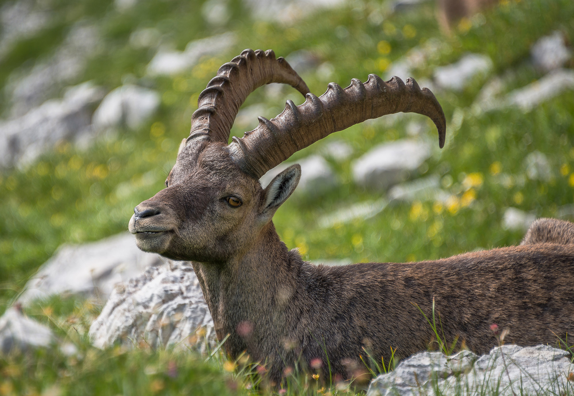 Alpine Ibex Wallpapers