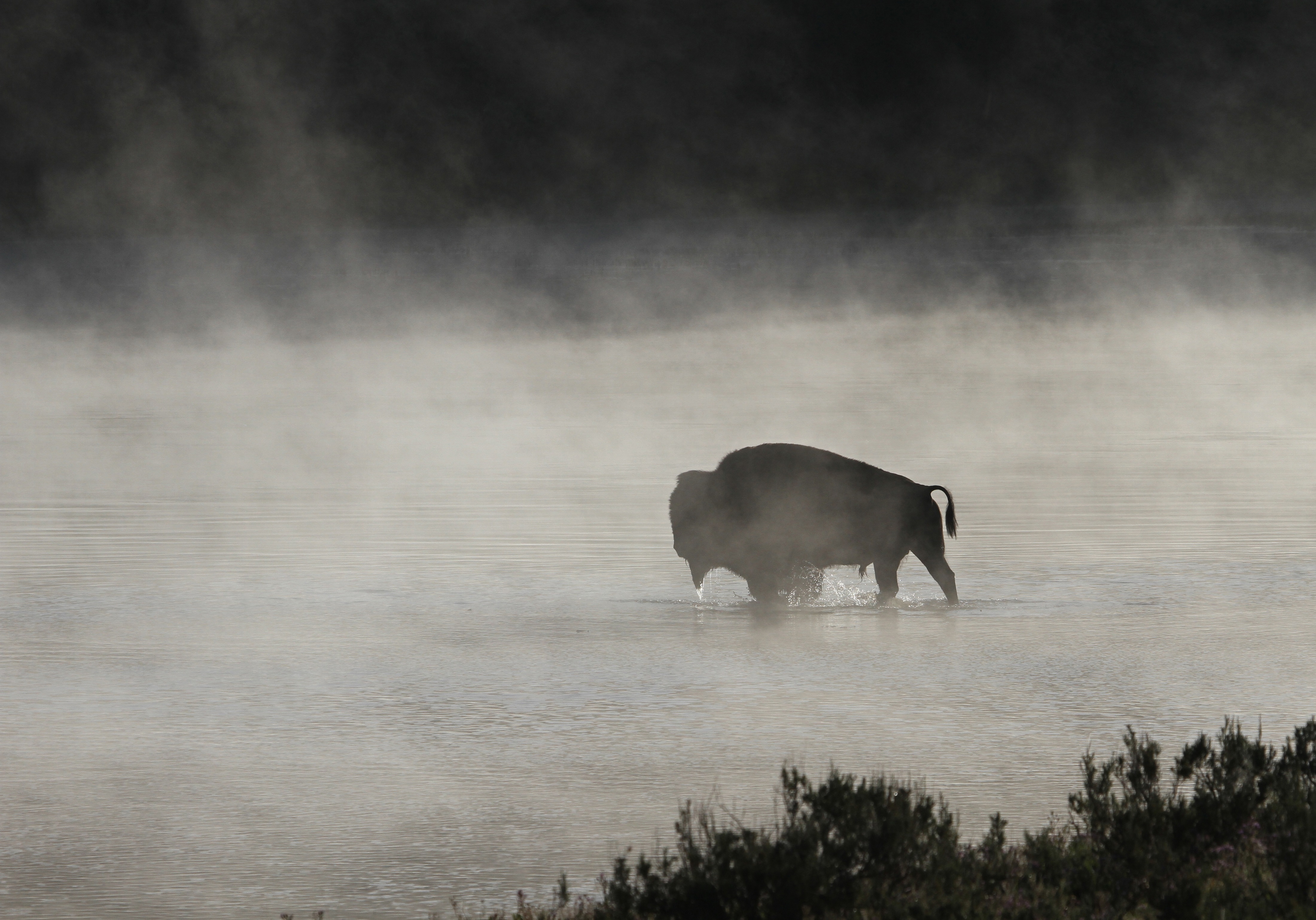 American Bison Wallpapers