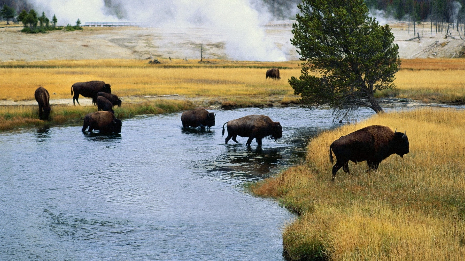 American Bison Wallpapers