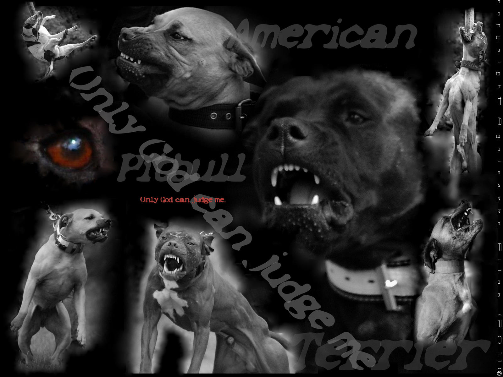 American Pit Bull Terrier Wallpapers