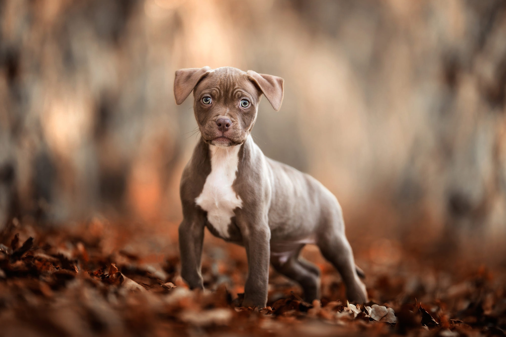 American Pit Bull Terrier Wallpapers