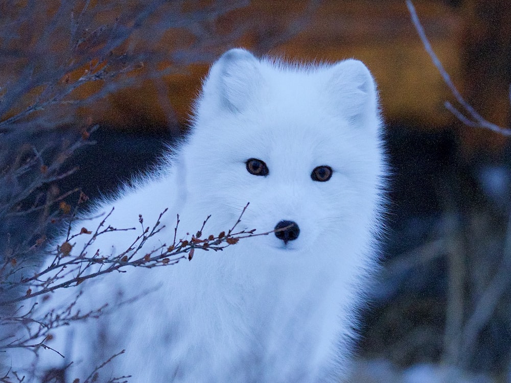 Arctic Fox Wallpapers
