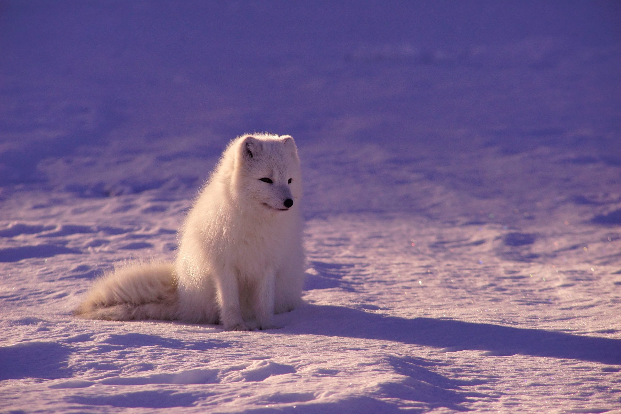 Arctic Fox Wallpapers