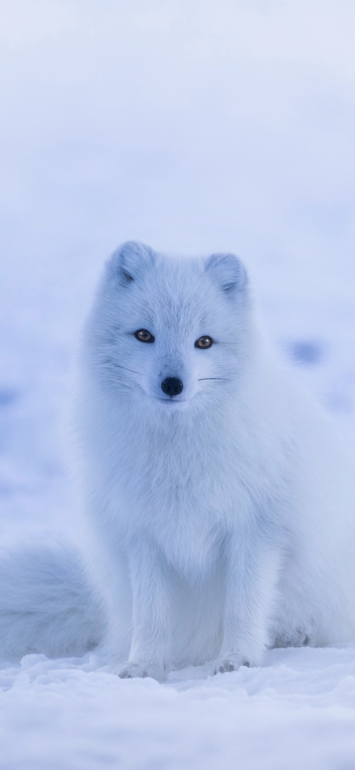 Arctic Fox Wallpapers