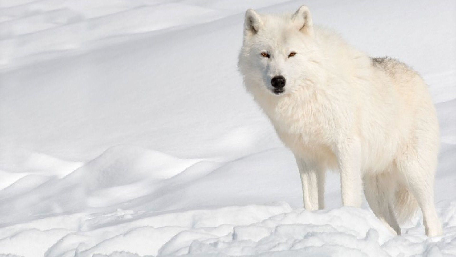 Arctic Wolf Wallpapers