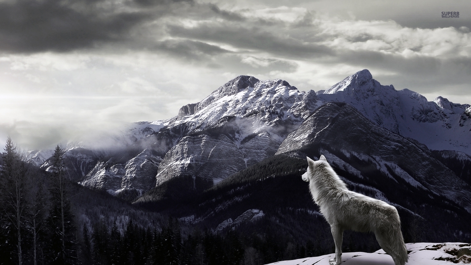 Arctic Wolf Wallpapers