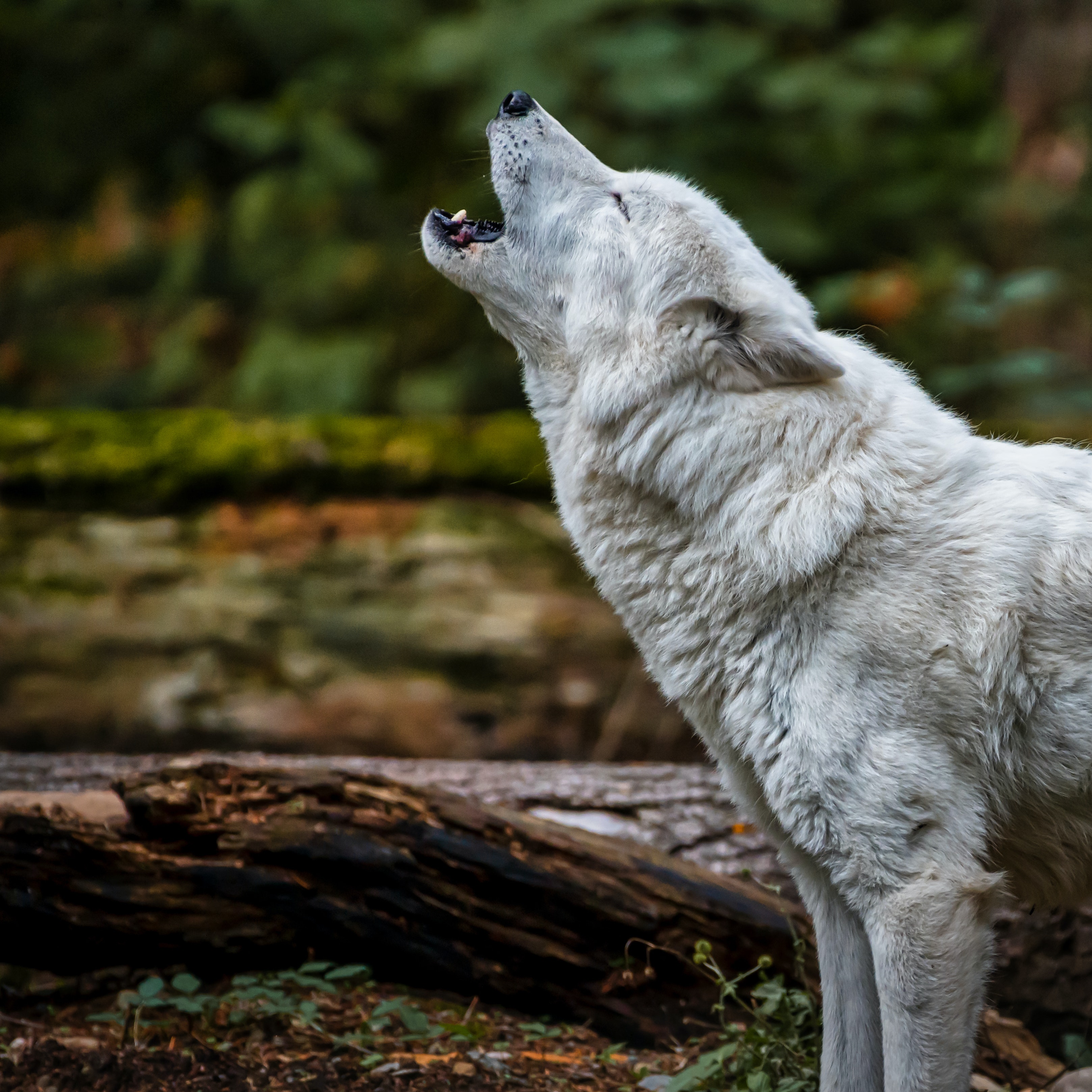 Arctic Wolf Wallpapers