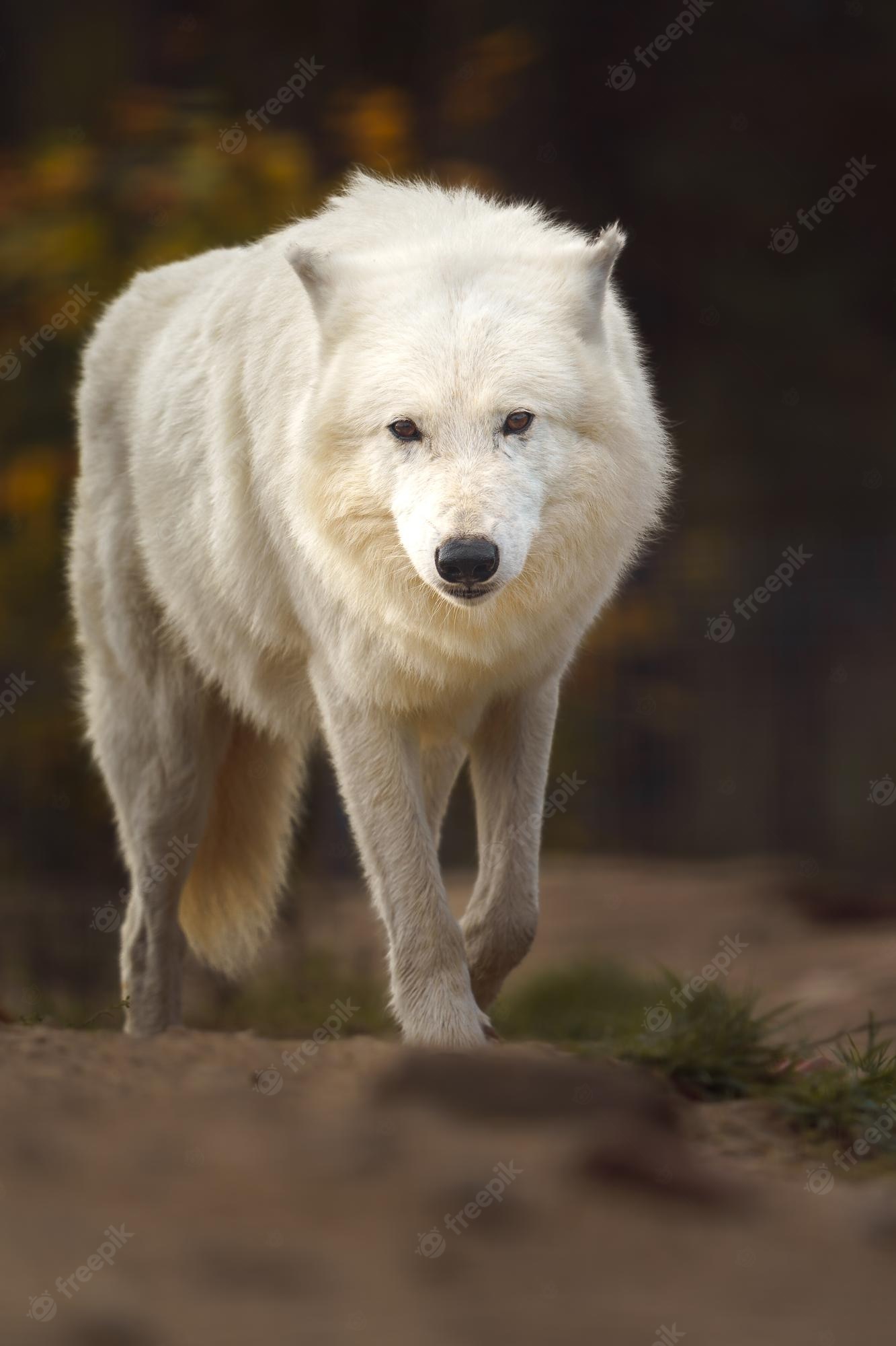 Arctic Wolf Wallpapers