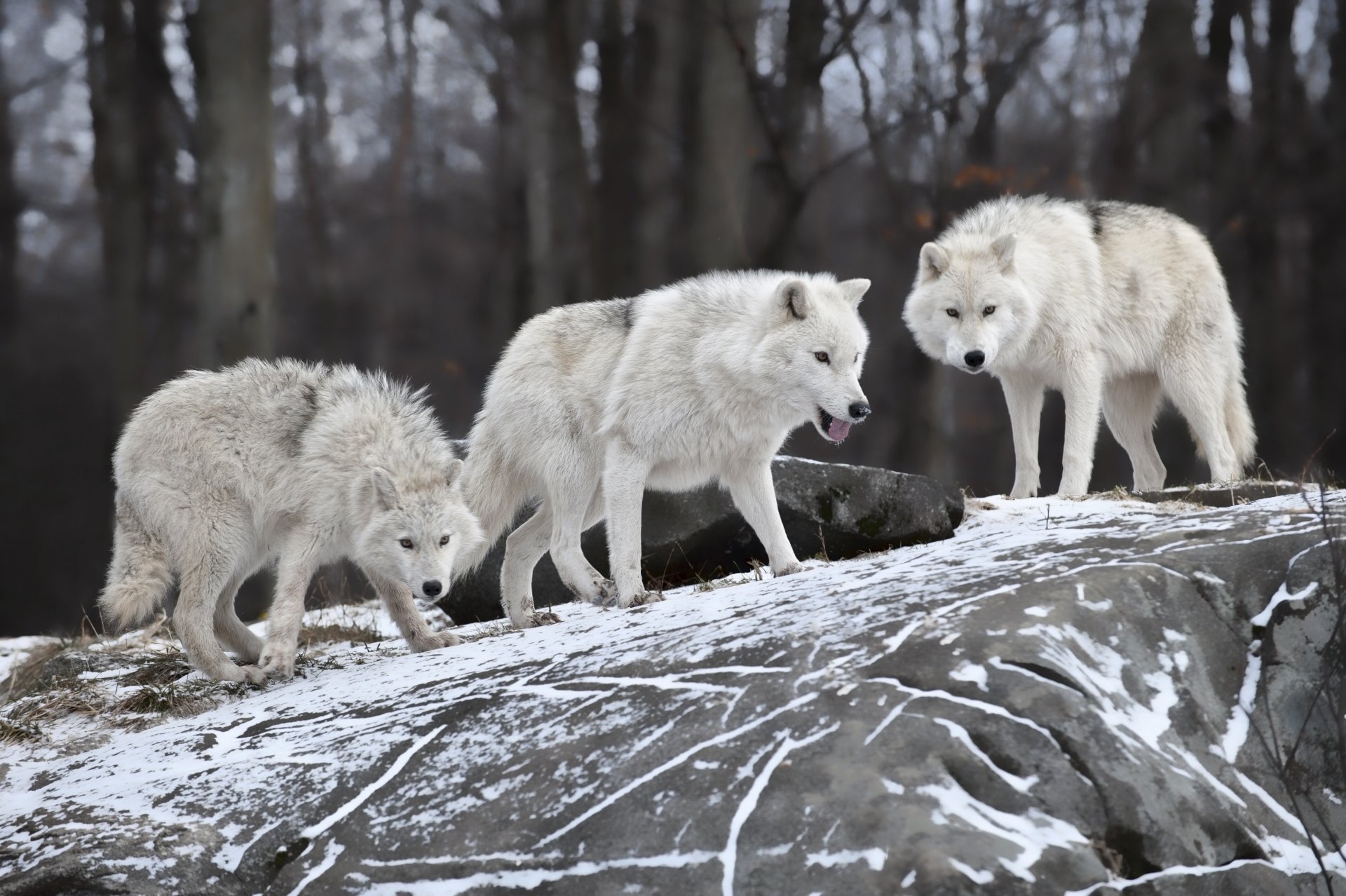 Arctic Wolf Wallpapers