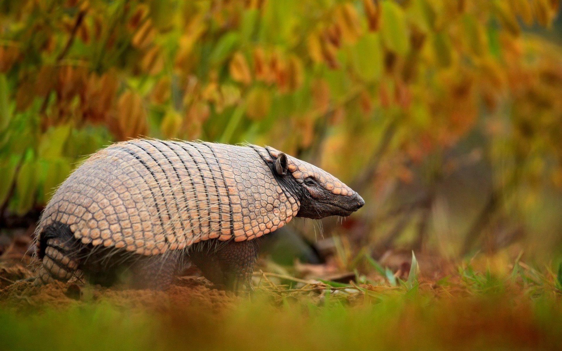 Armadillo Wallpapers