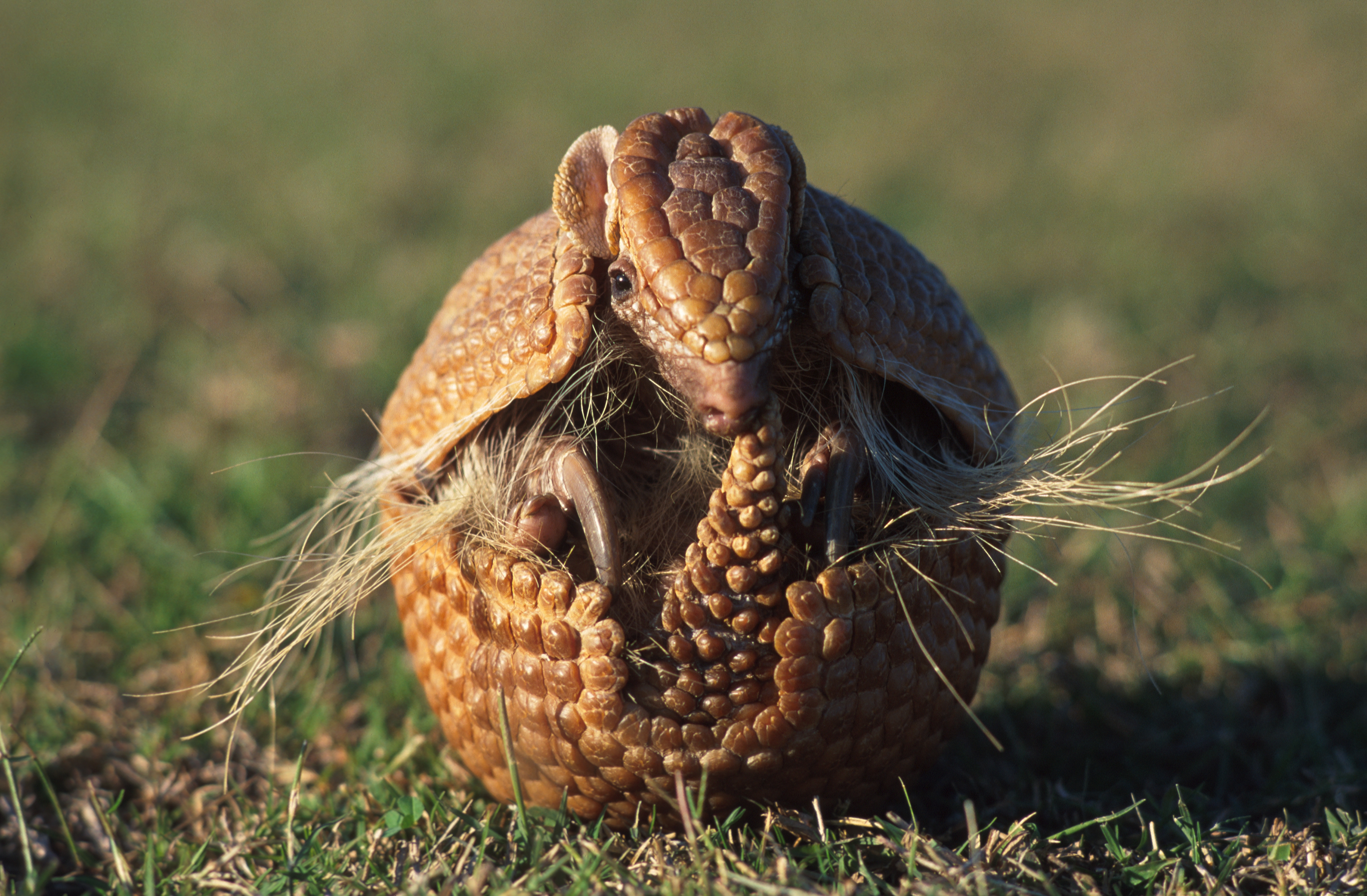 Armadillo Wallpapers