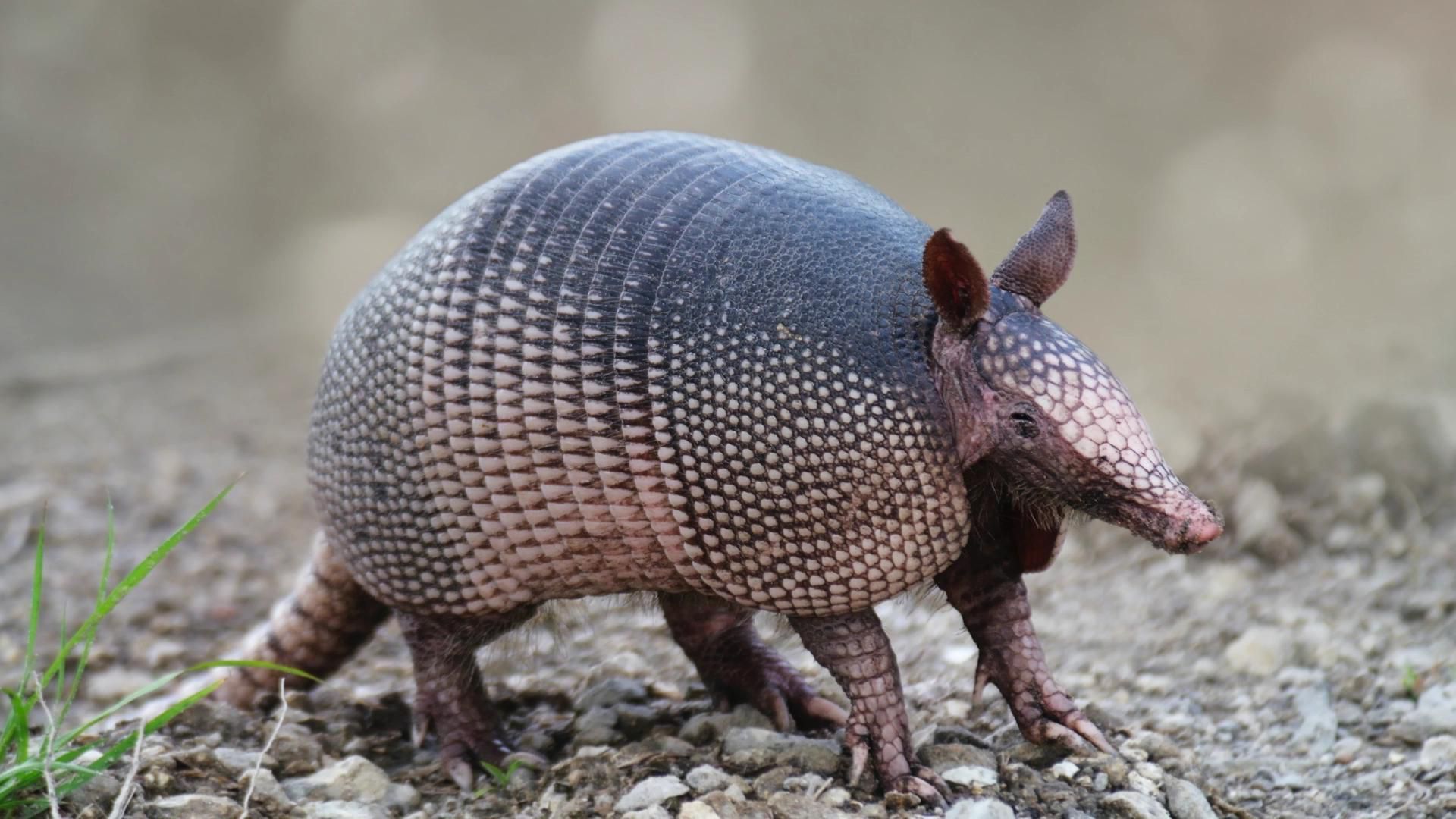 Armadillo Wallpapers