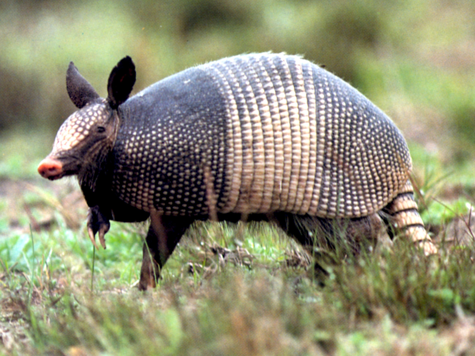 Armadillo Wallpapers