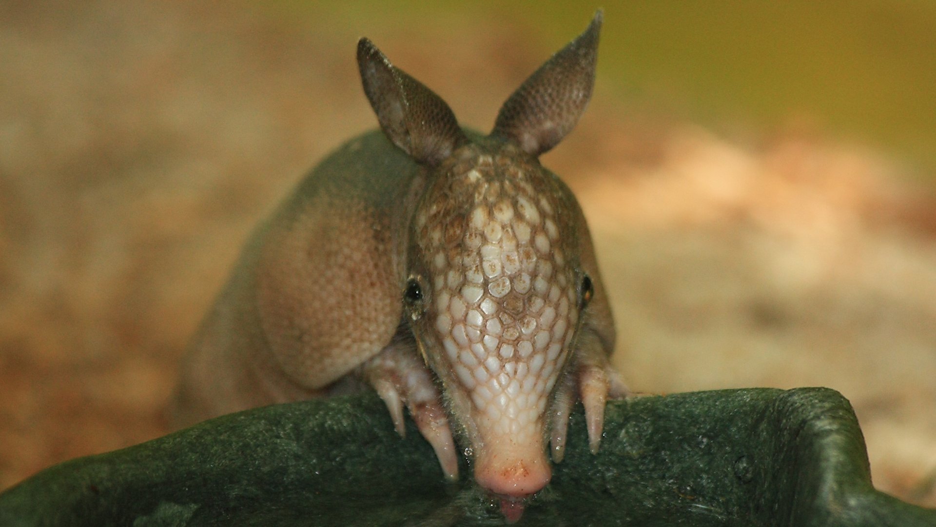 Armadillo Wallpapers