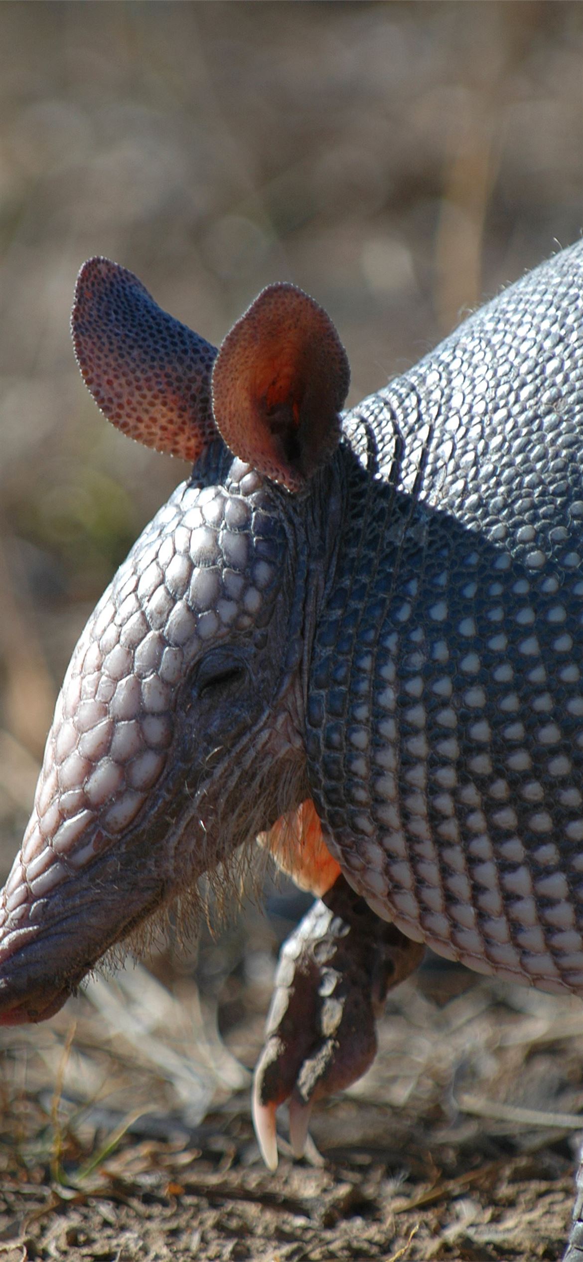 Armadillo Wallpapers