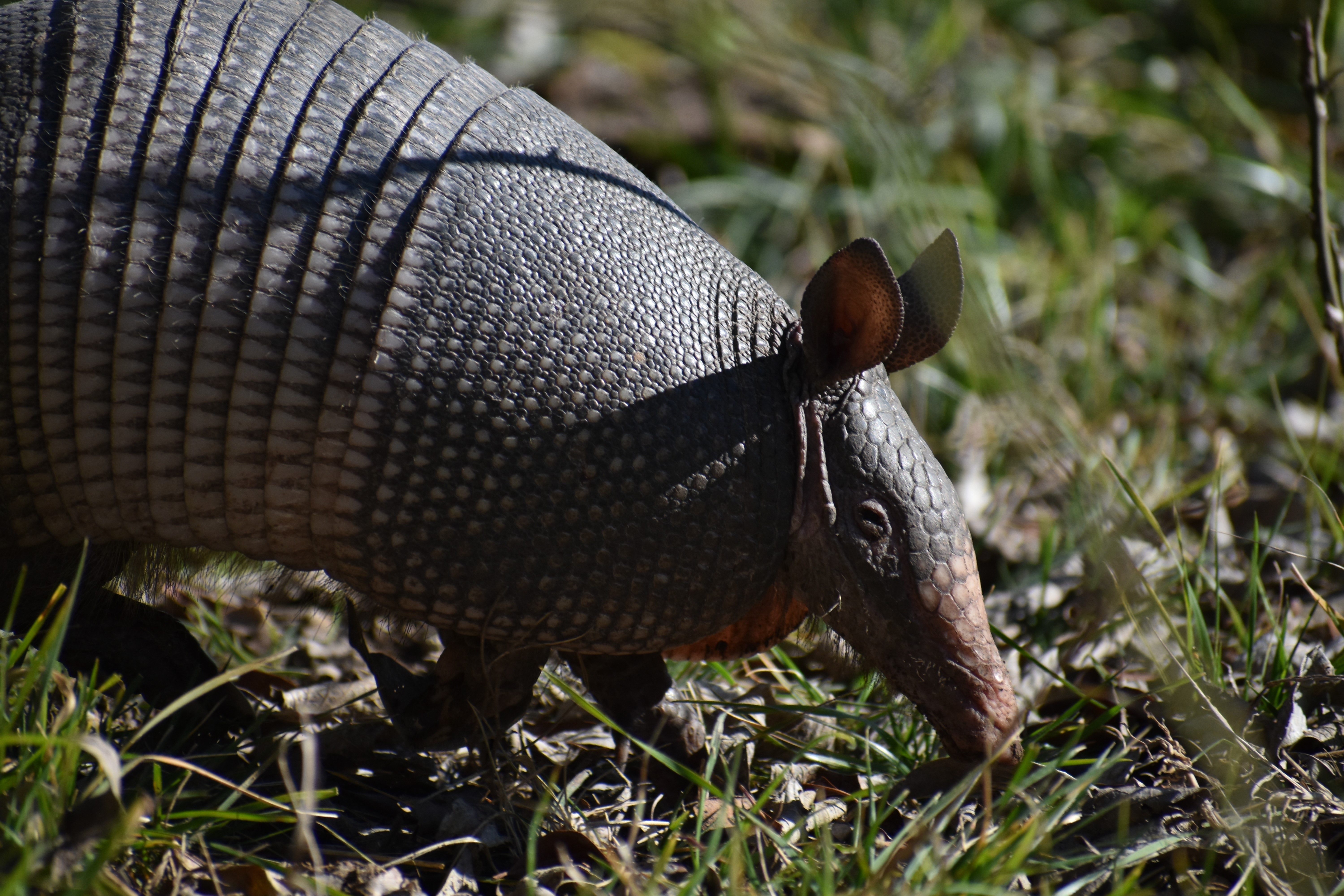 Armadillo Wallpapers