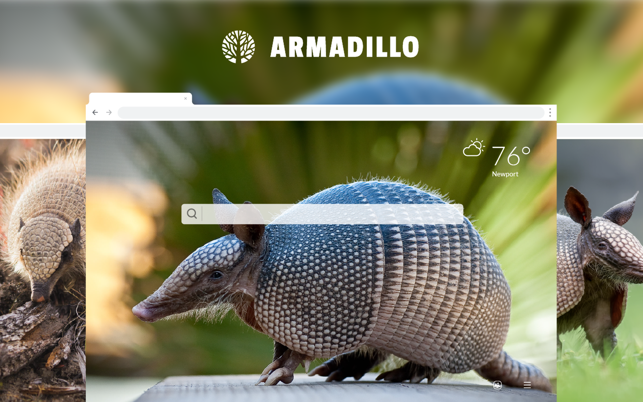 Armadillo Wallpapers