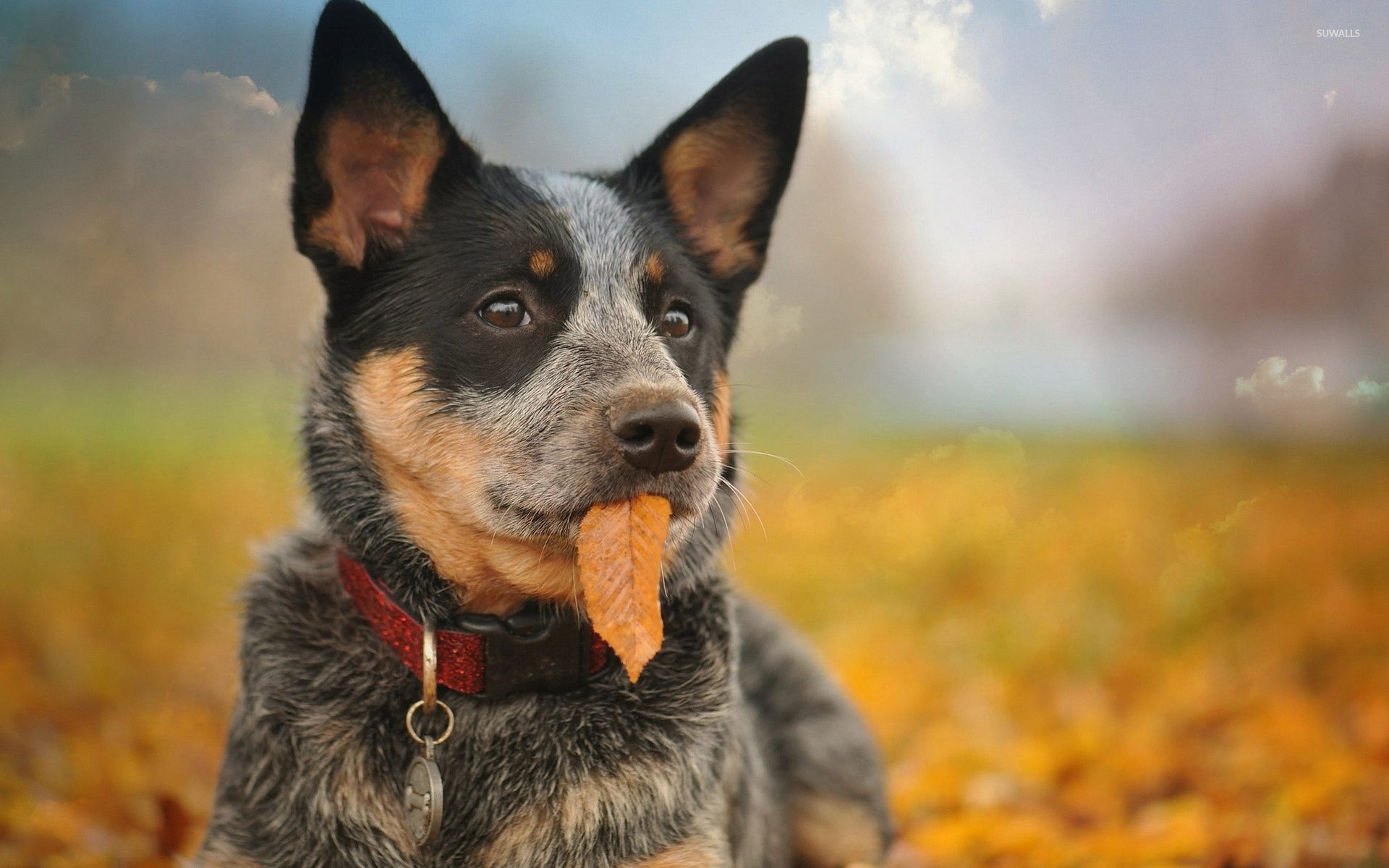 Australian Cattle Dog Wallpapers