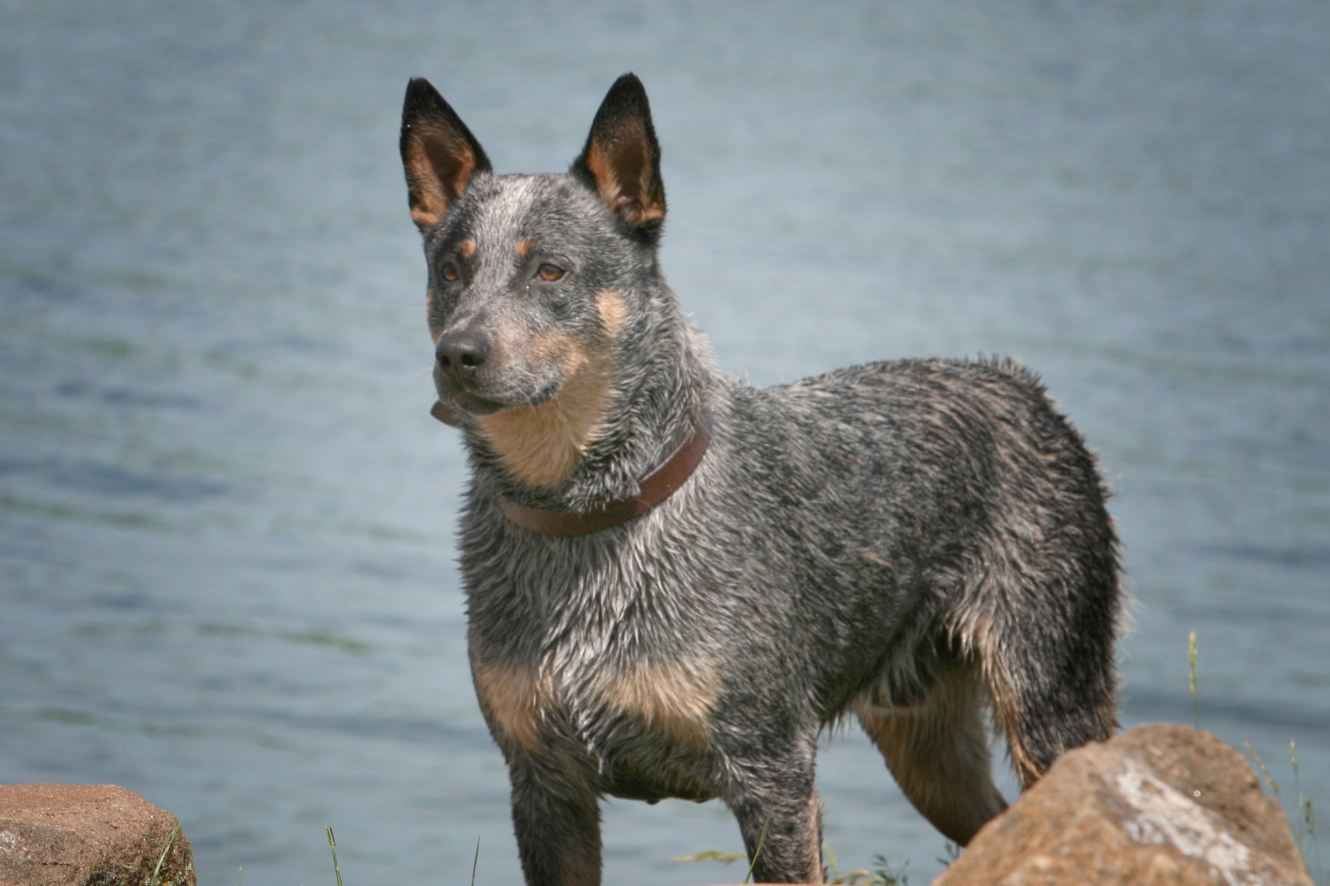 Australian Cattle Dog Wallpapers