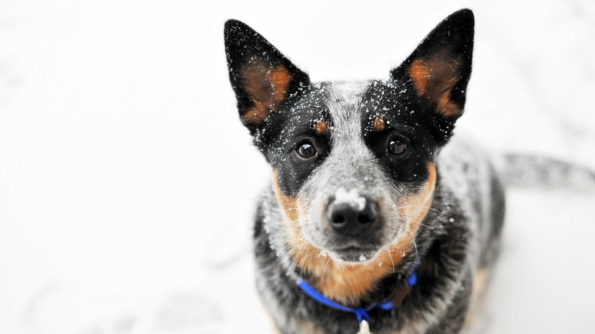 Australian Cattle Dog Wallpapers