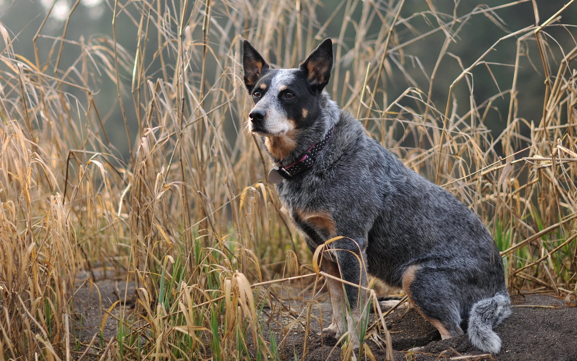 Australian Cattle Dog Wallpapers