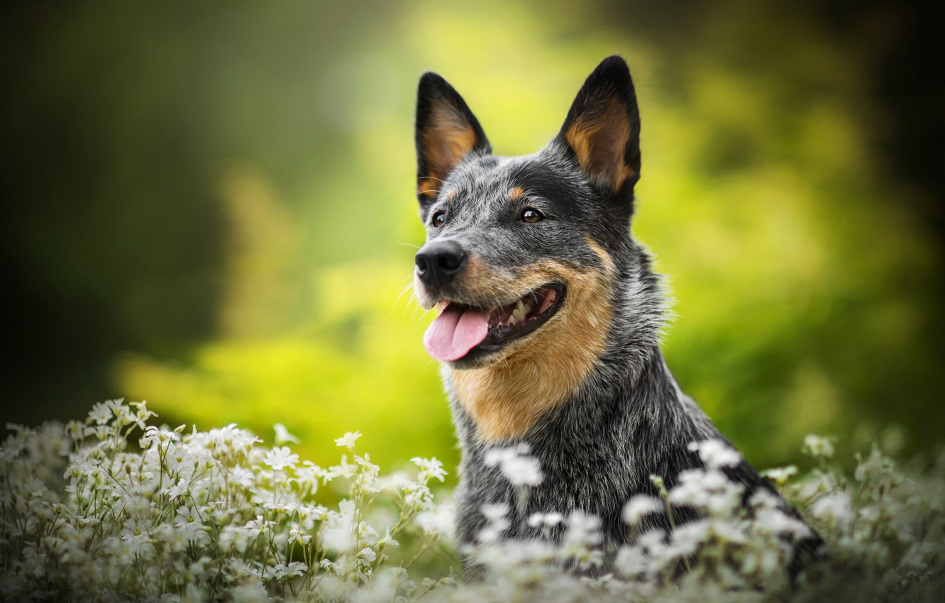 Australian Cattle Dog Wallpapers