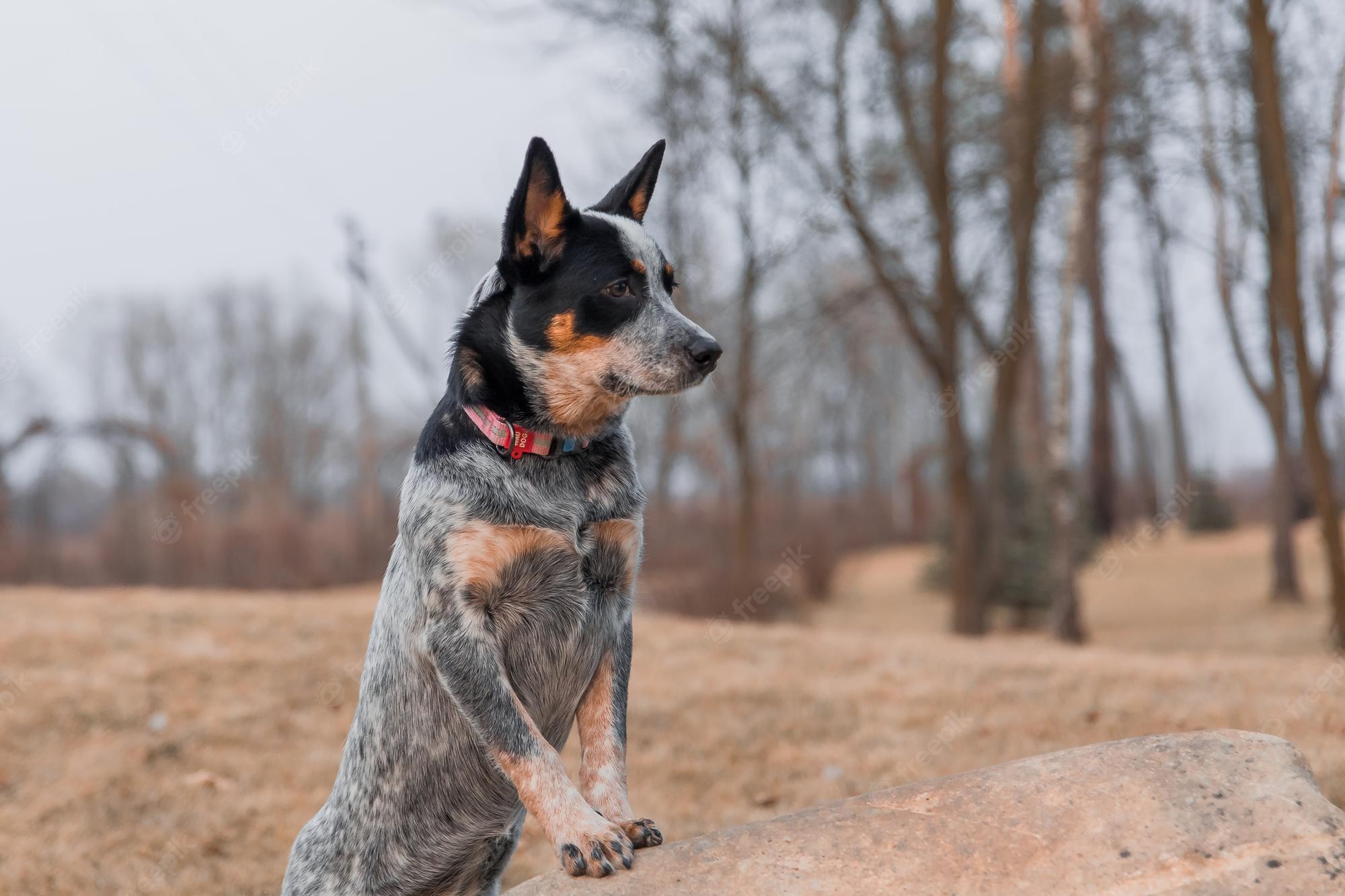 Australian Cattle Dog Wallpapers