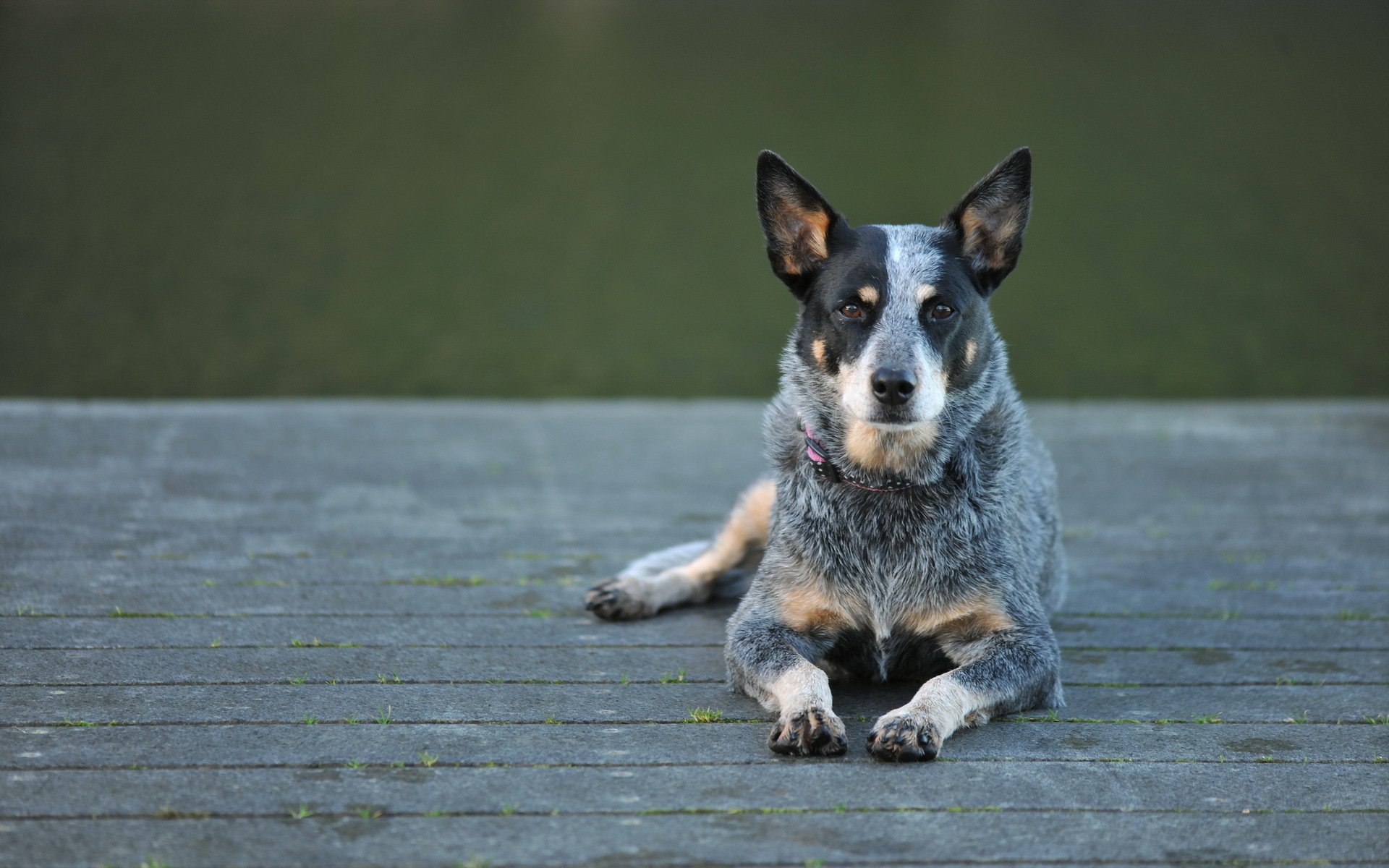 Australian Cattle Dog Wallpapers