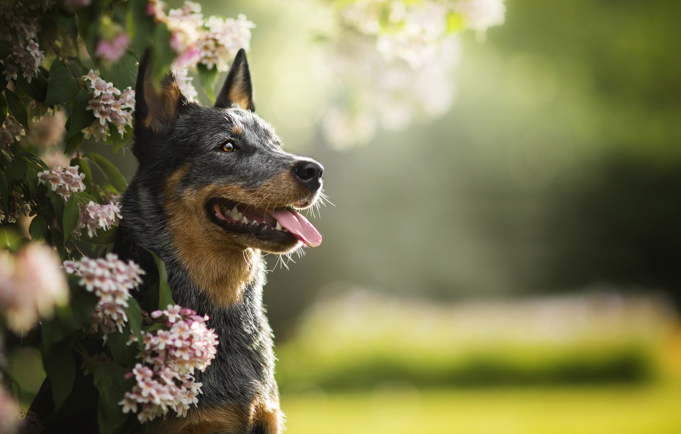 Australian Cattle Dog Wallpapers