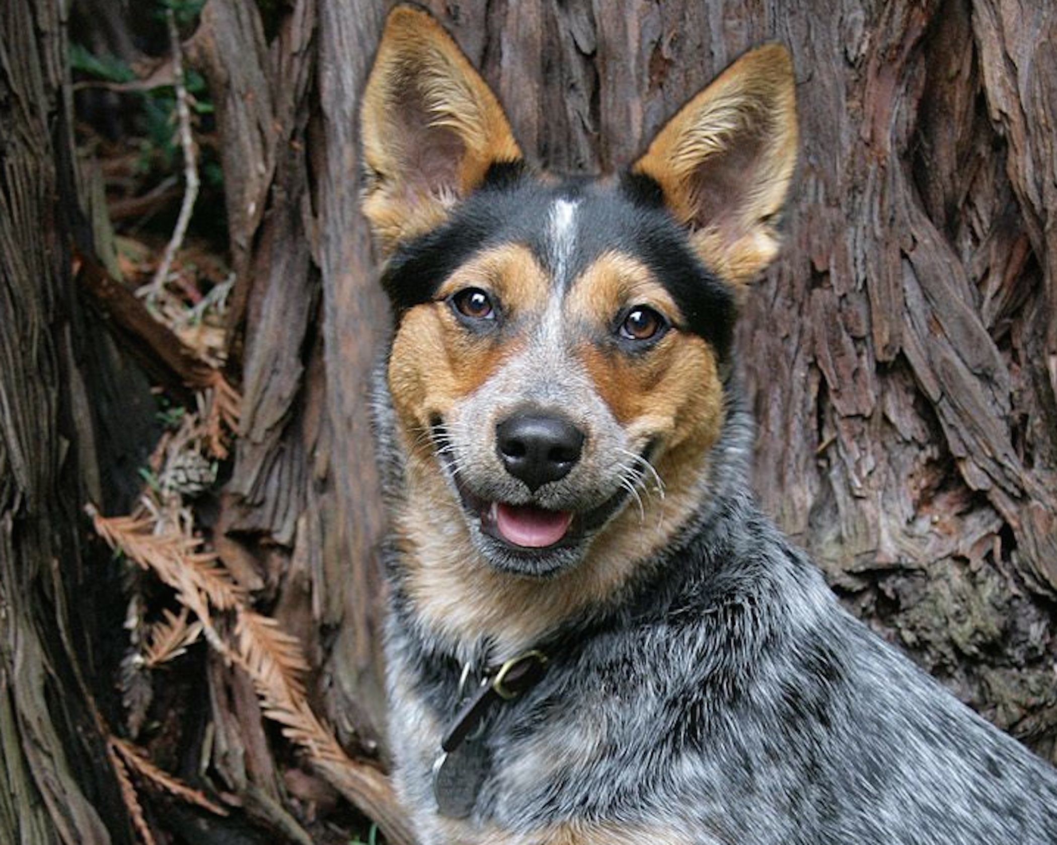 Australian Cattle Dog Wallpapers