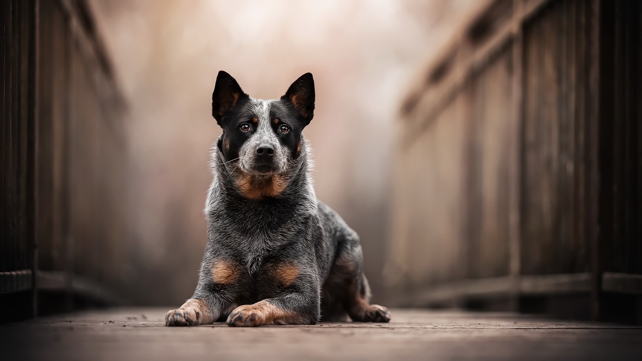 Australian Cattle Dog Wallpapers