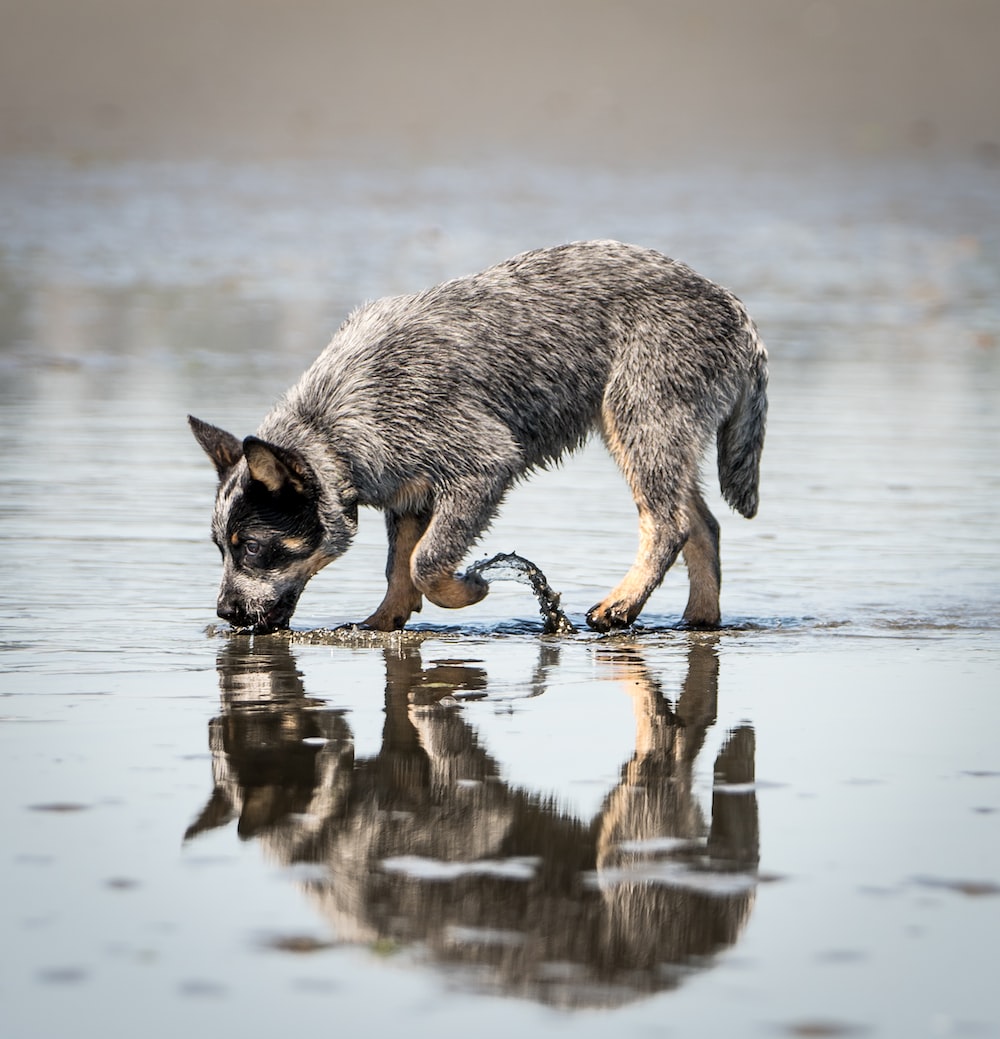 Australian Cattle Dog Wallpapers