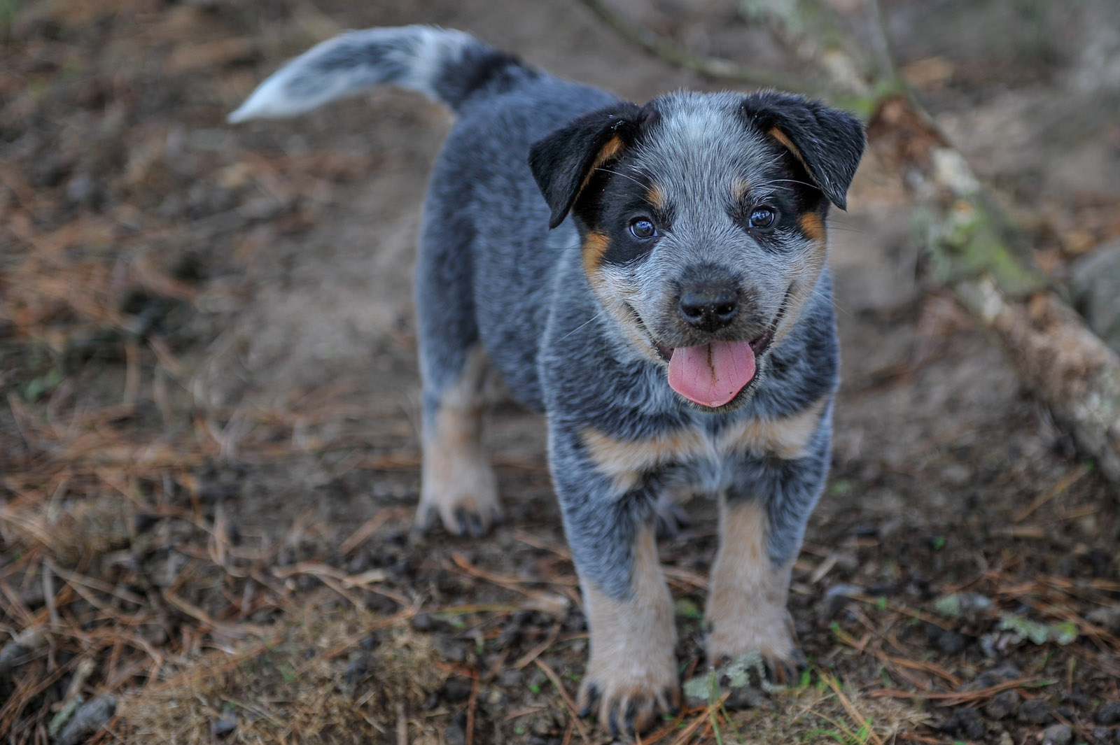 Australian Cattle Dog Wallpapers