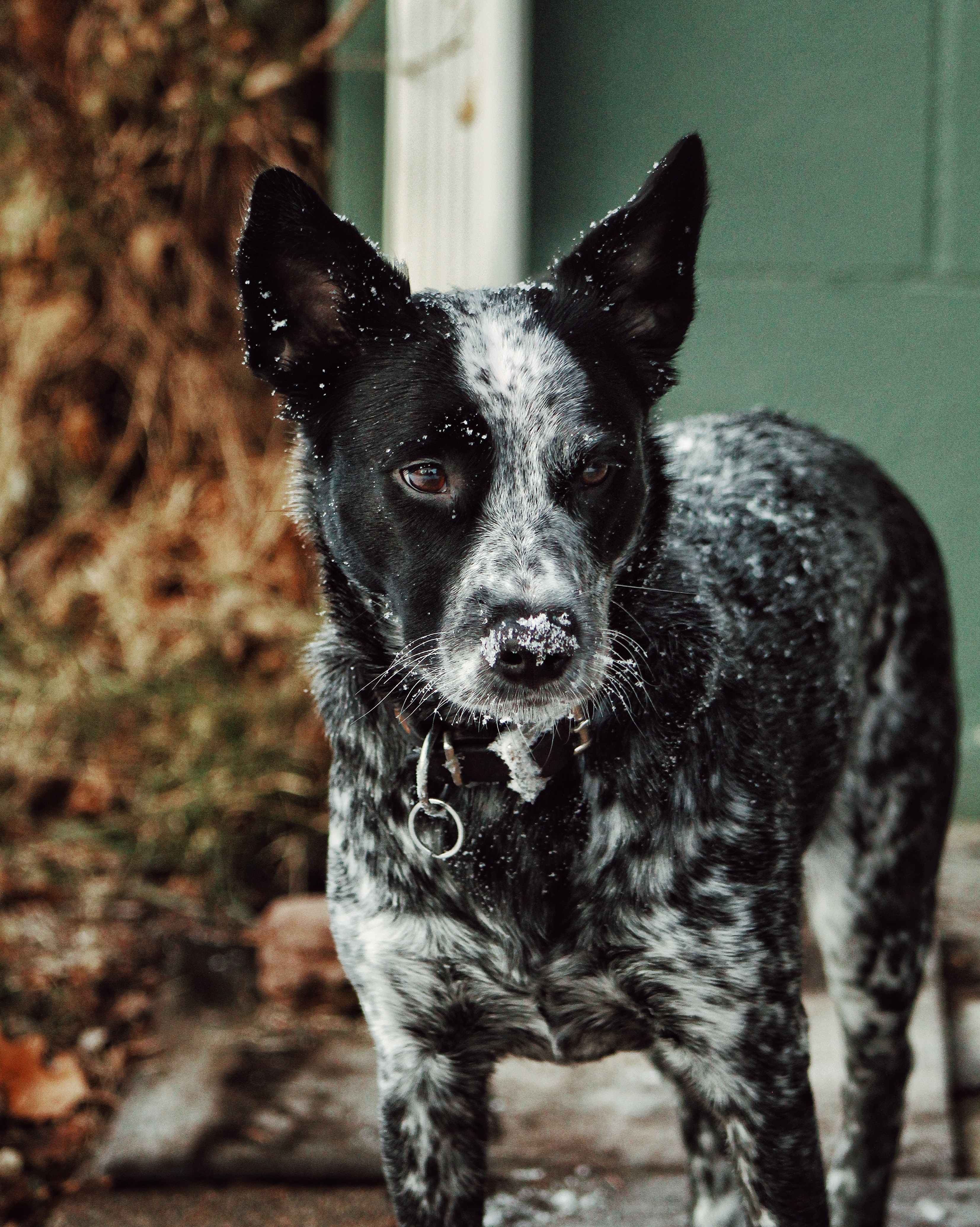 Australian Cattle Dog Wallpapers