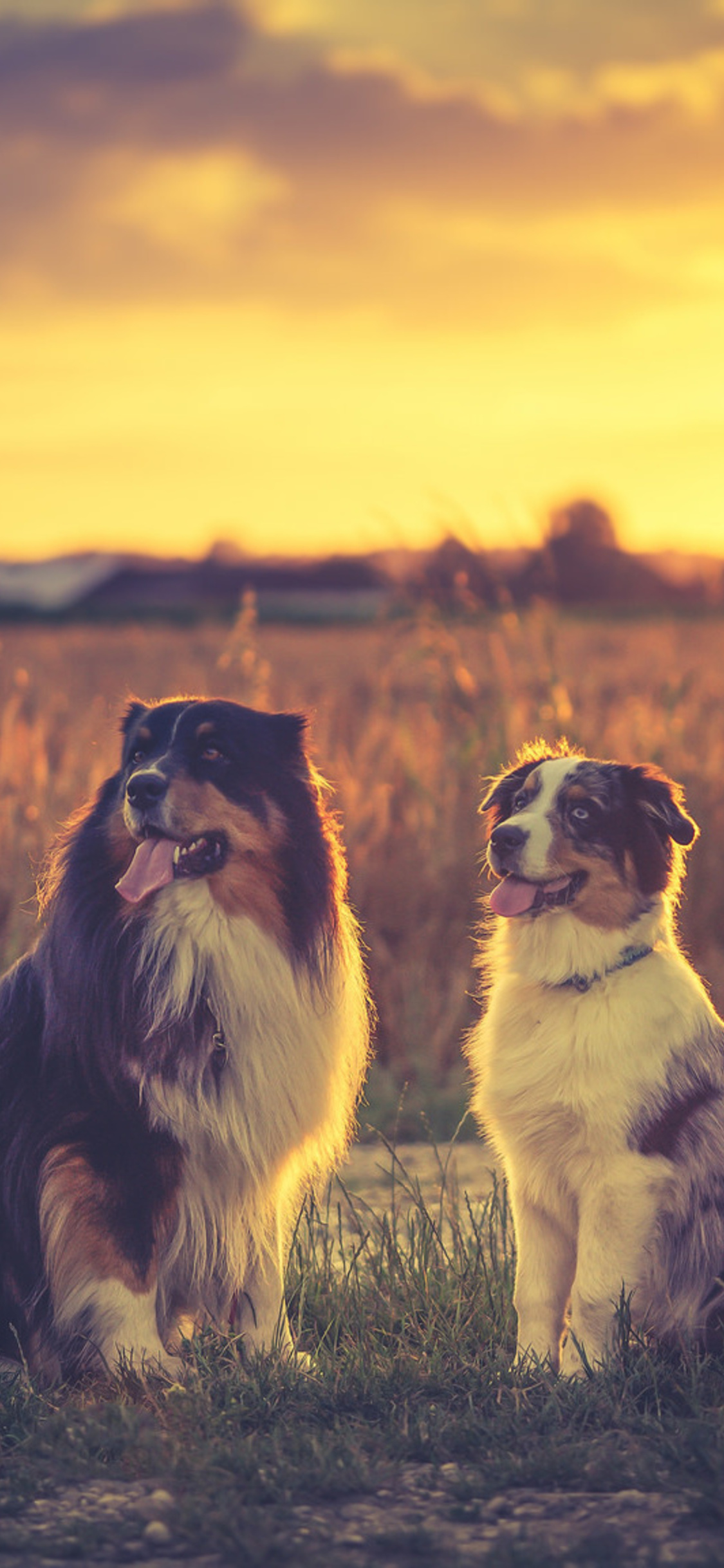 Australian Shepherd Wallpapers