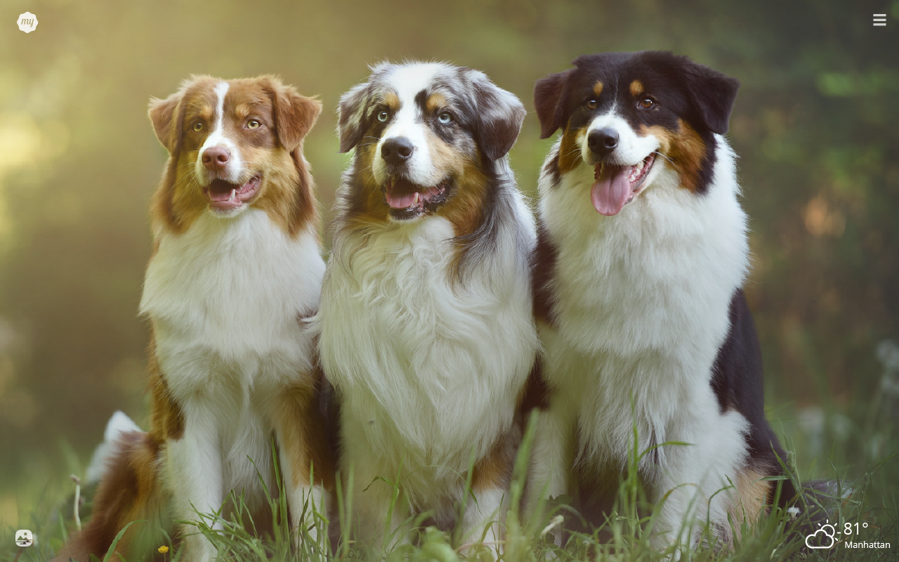 Australian Shepherd Wallpapers