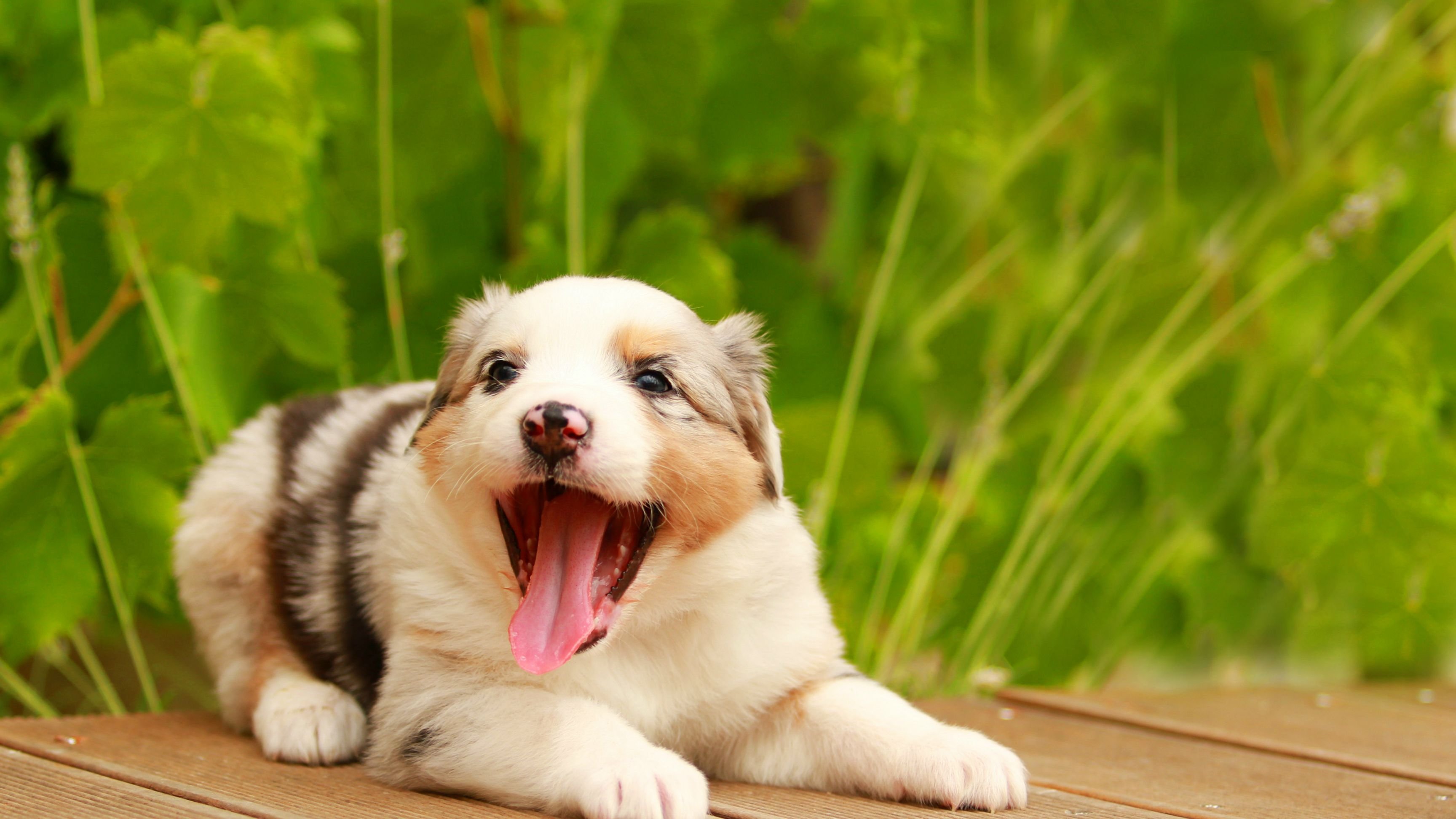 Australian Shepherd Wallpapers