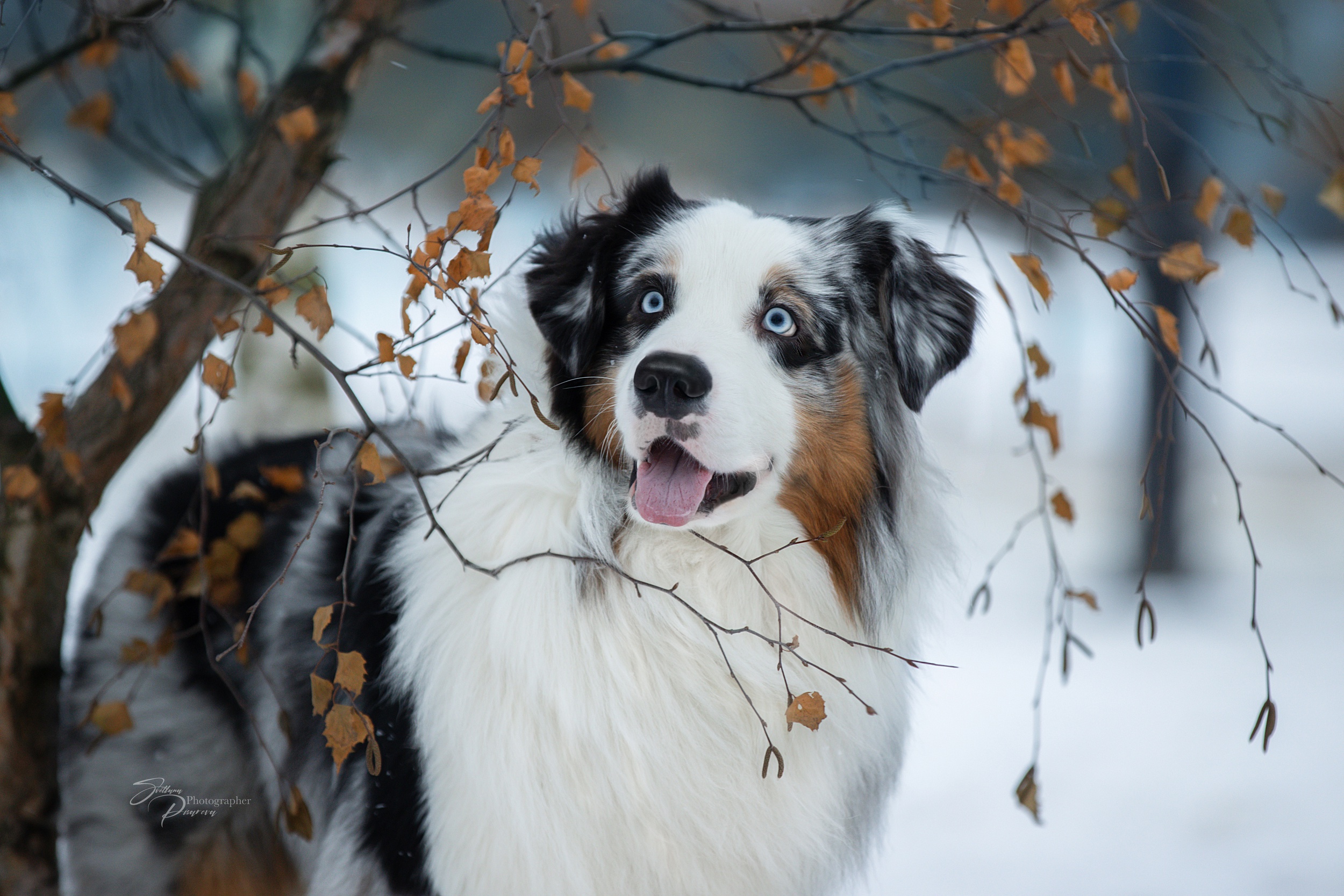 Australian Shepherd Wallpapers