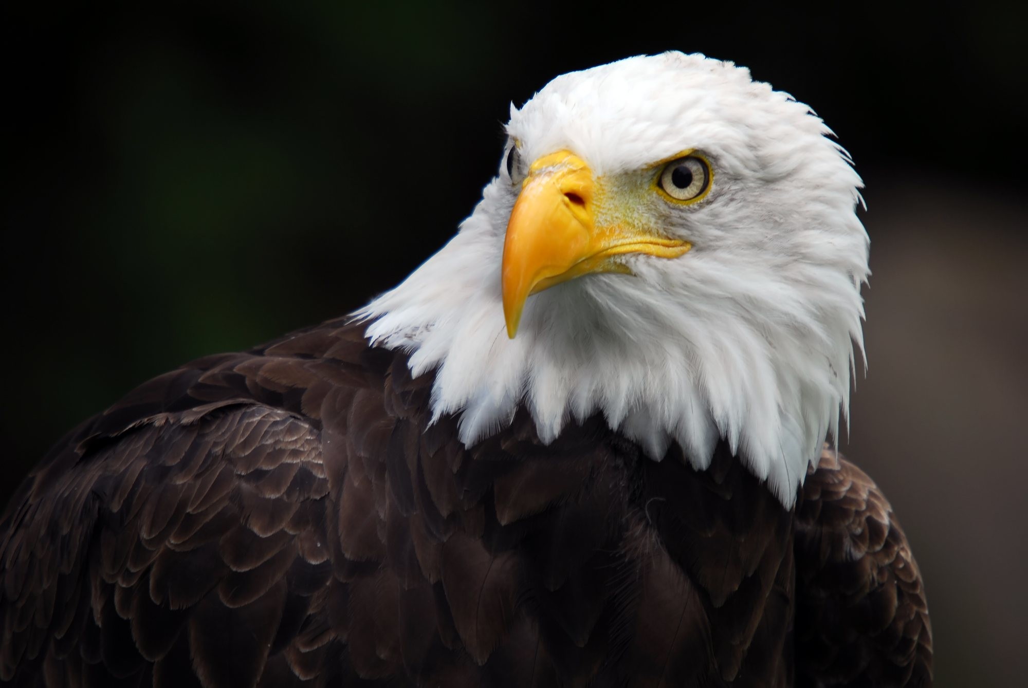 Bald Eagle Wallpapers