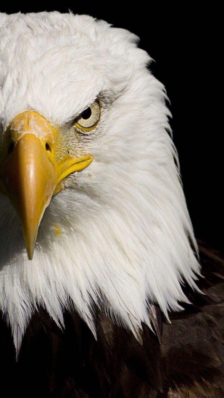 Bald Eagle Wallpapers