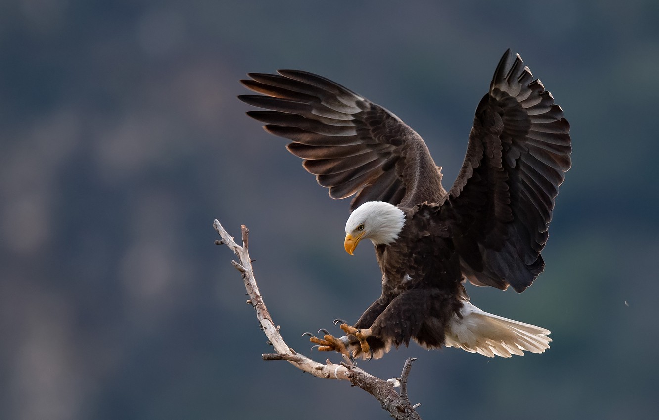 Bald Eagle Wallpapers