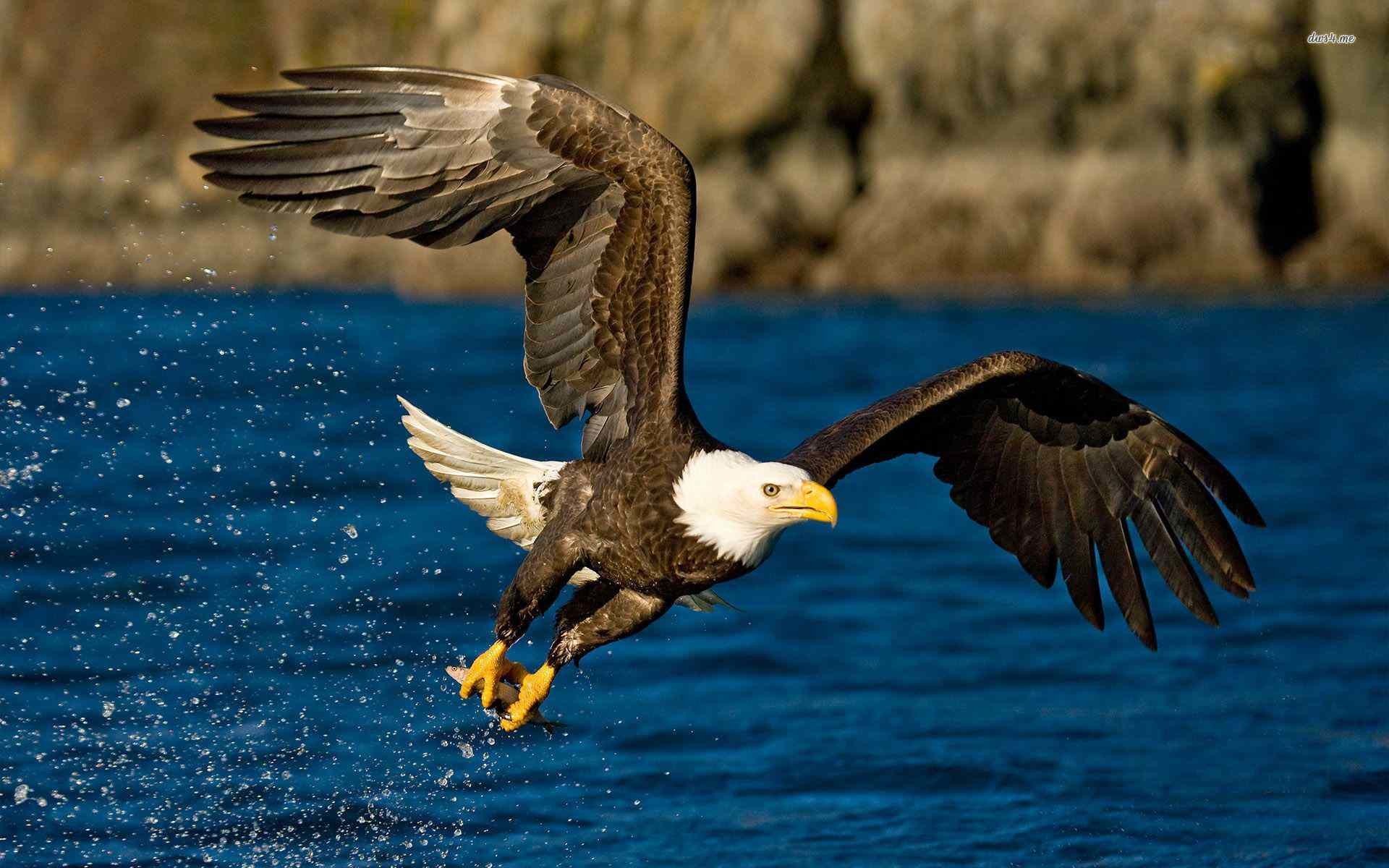 Bald Eagle Wallpapers