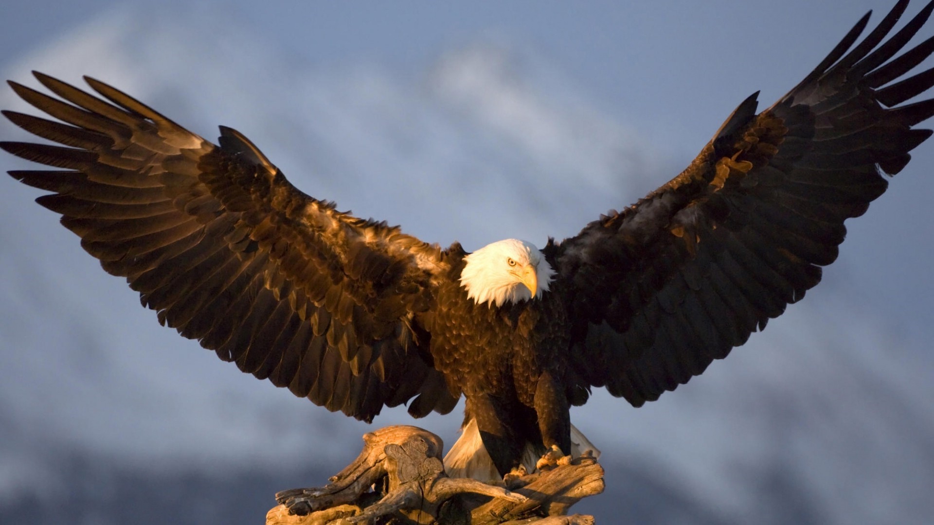 Bald Eagle Wallpapers