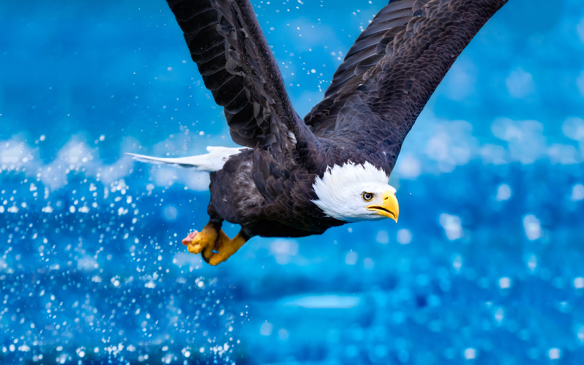 Bald Eagle Wallpapers